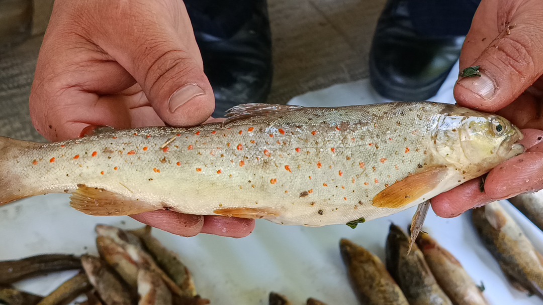 دستگیری صیادان غیرمجاز ماهی خال‌قرمز در مراغه