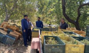 شروع فصل برداشت انگور در شهرستان عجب‌شیر