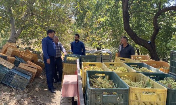 شروع فصل برداشت انگور در شهرستان عجب‌شیر