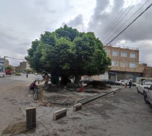 اقدام شهرداری در راستای حفاظت از درخت تاریخی نارون مراغه