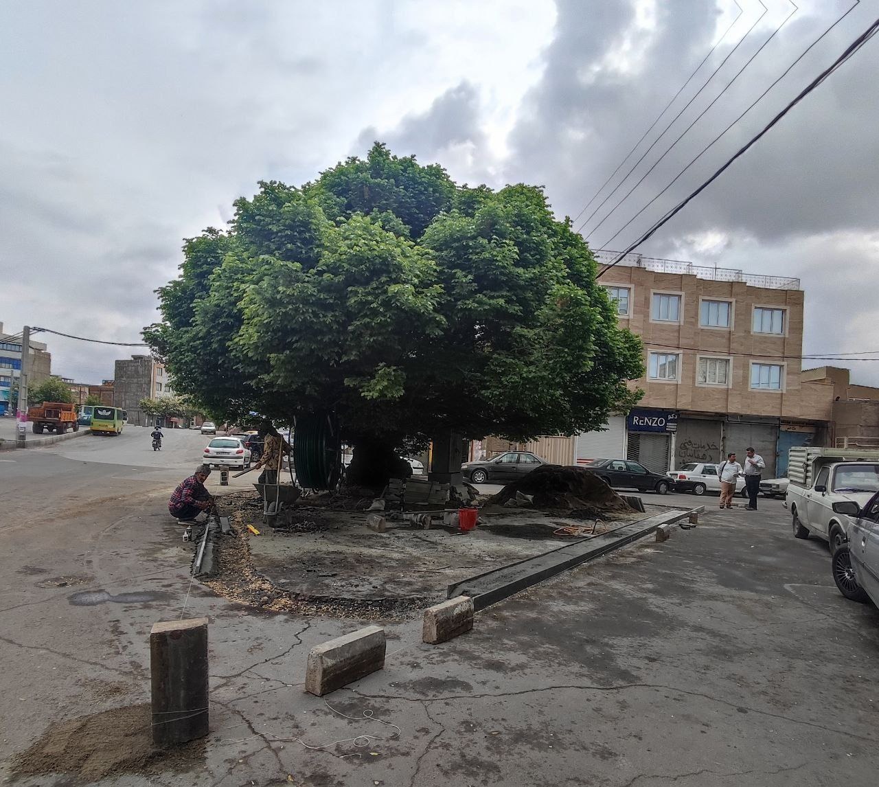 اقدام شهرداری در راستای حفاظت از درخت تاریخی نارون مراغه