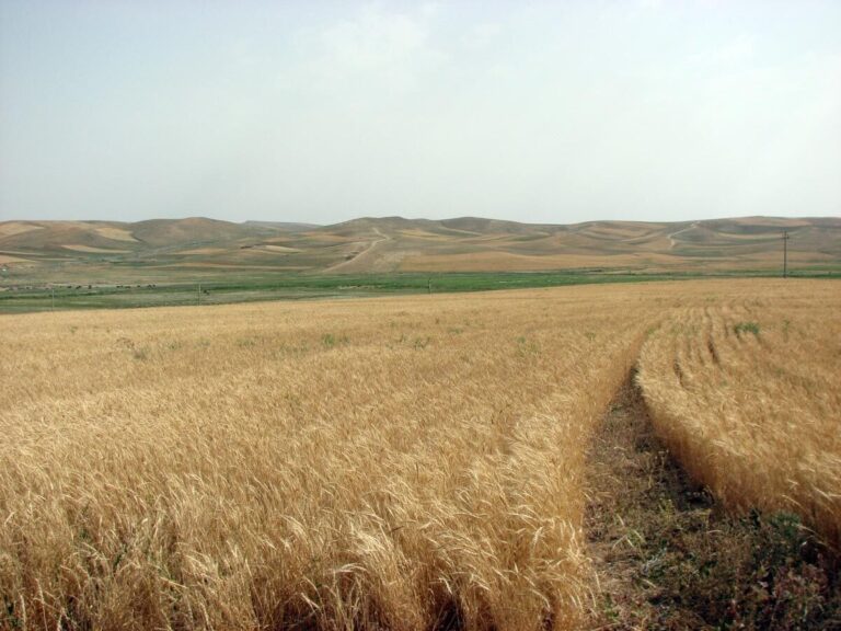 ۳۰ هزار تن گندم، برآورد تولید امسال در مراغه