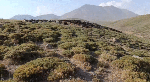 مراتع سهند قربانی آتش‌زدن گون‌ها