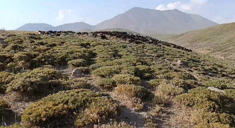 مراتع سهند قربانی آتش‌زدن گون‌ها