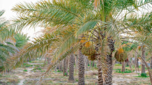 آغاز ۲۴۰۰ طرح بزرگ کشاورزی با سرمایه‌گذاری ۲۶۸۸ هزار میلیارد ریالی در هفته دولت