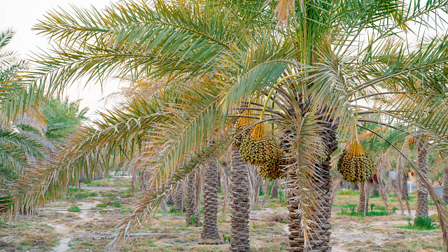 آغاز ۲۴۰۰ طرح بزرگ کشاورزی با سرمایه‌گذاری ۲۶۸۸ هزار میلیارد ریالی در هفته دولت