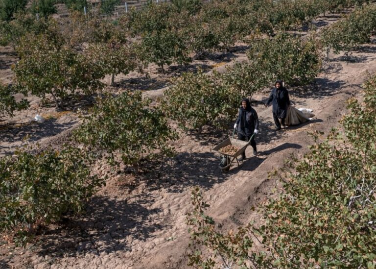 ۵۸۲ قطعه زمین کشاورزی در مراغه سنددار شد