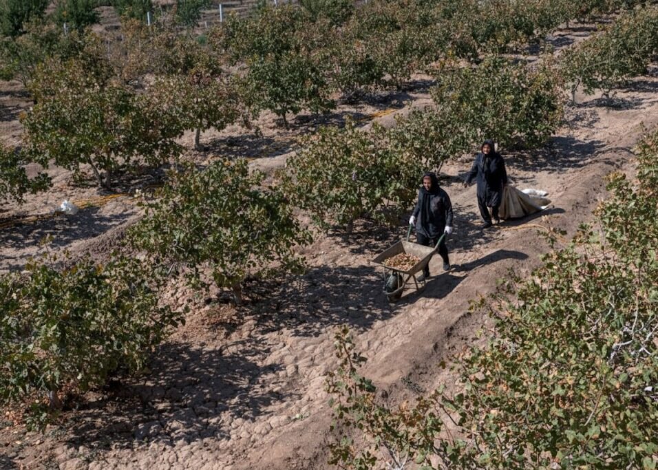 ۵۸۲ قطعه زمین کشاورزی در مراغه سنددار شد