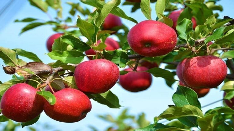 پیش‌بینی برداشت ۱۷۰ هزار تن سیب از باغ‌های مراغه