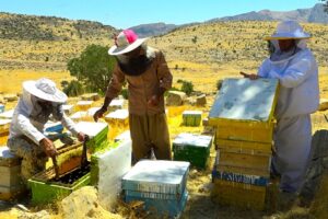 آغاز برداشت عسل مراغه؛ طلای شیرین ایران روانه بازار شد