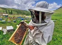 آغاز برداشت عسل مراغه؛ طلای شیرین ایران روانه بازار شد