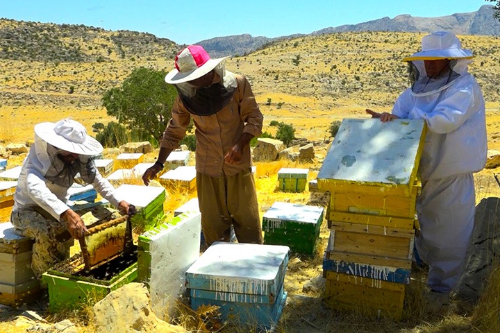 آغاز برداشت عسل مراغه؛ طلای شیرین ایران روانه بازار شد