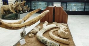 جایگاه جهانی مراغه در عرصه تحقیقات دیرینه‌شناسی