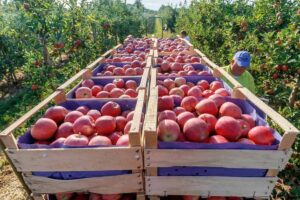 مراغه میزبان جشنواره سیب با رویکرد توسعه گردشگری