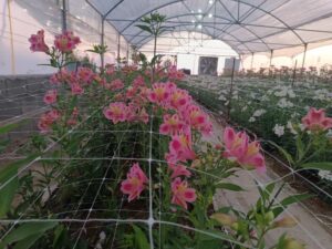 راه‌اندازی گلخانه تولید گل آلسترومریا در دانشگاه مراغه