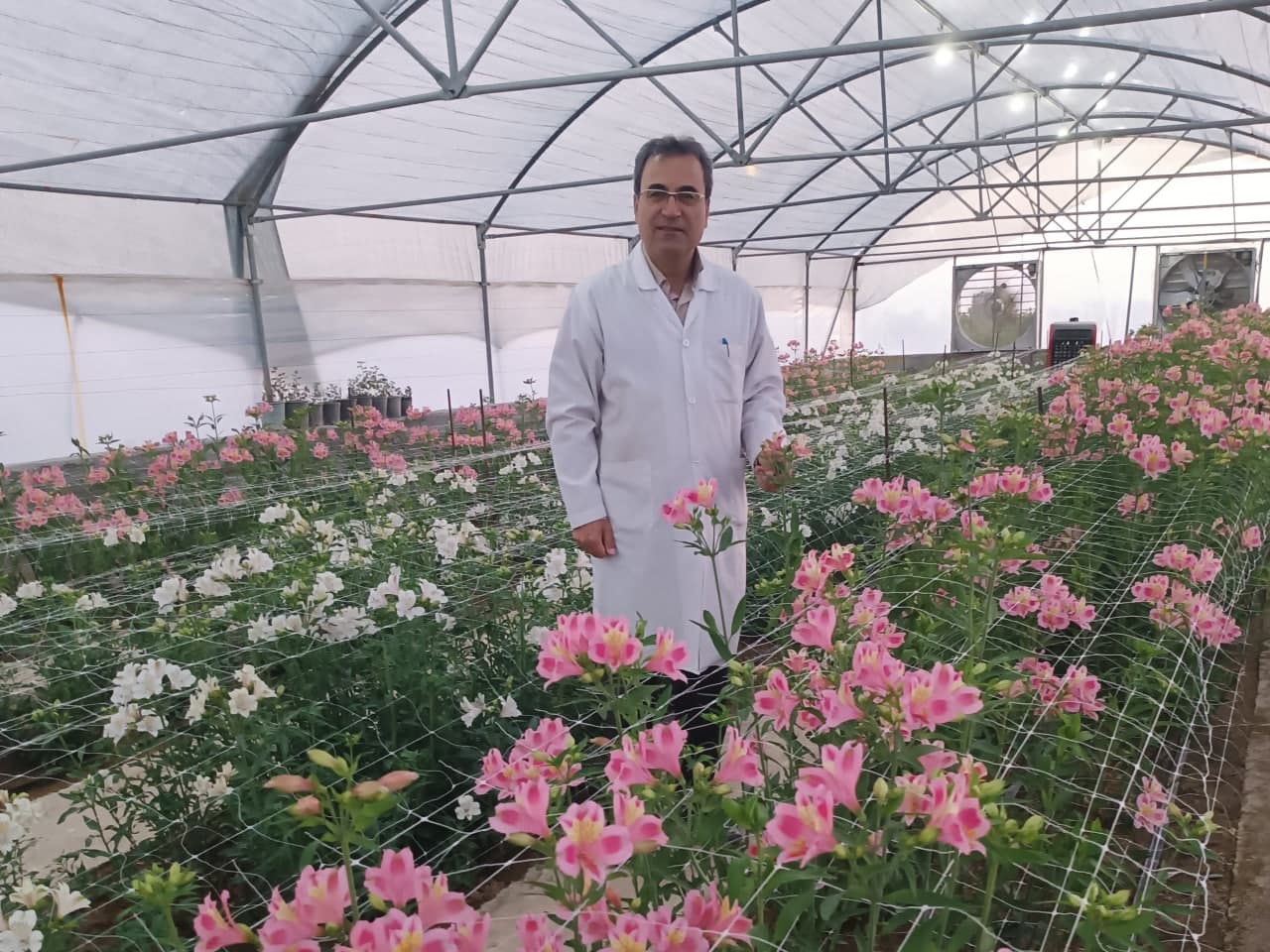 راه‌اندازی گلخانه تولید گل آلسترومریا در دانشگاه مراغه