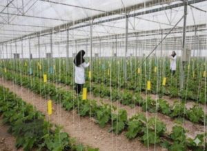 مراغه میزبان ۱۴۰۰ فرصت شغلی جدید