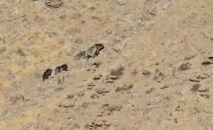 مشاهده خرس مادر به همراه توله‌هایش در طبیعت مراغه