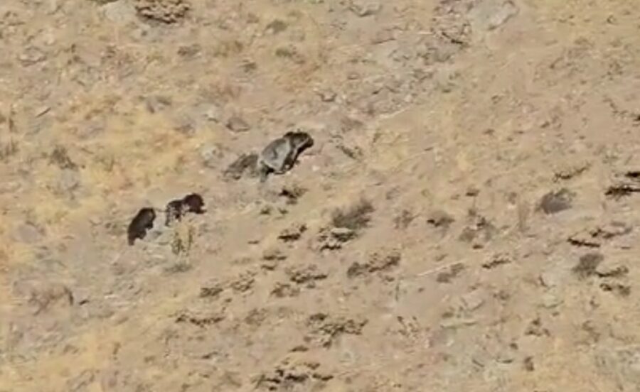 مشاهده خرس مادر به همراه توله‌هایش در طبیعت مراغه