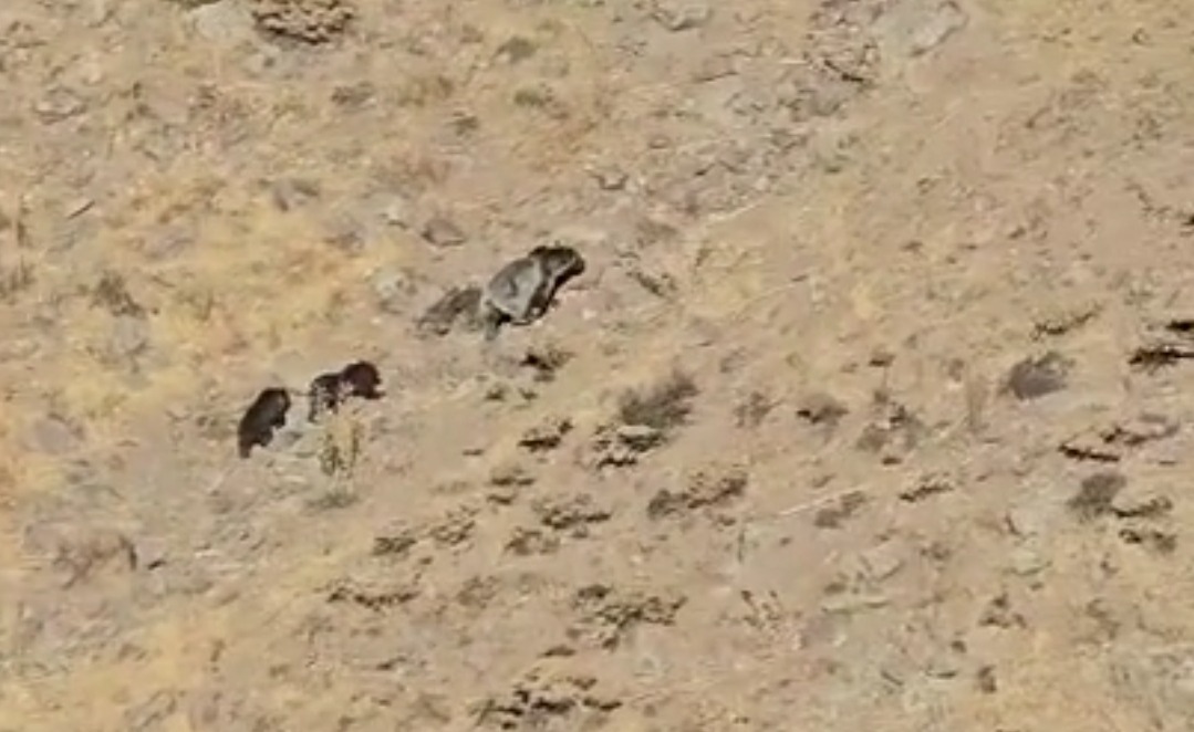 مشاهده خرس مادر به همراه توله‌هایش در طبیعت مراغه