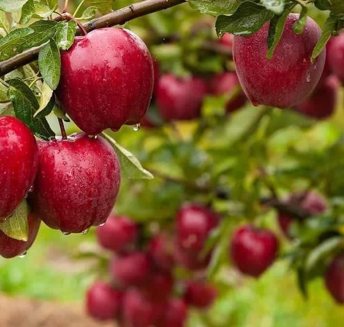 مراغه در اوج فصل برداشت؛ درآمد ۱۰ هزار میلیاردی از سیب‌های صادراتی