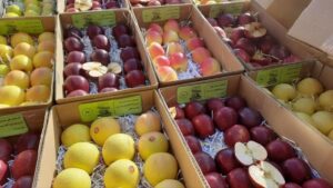 سیب مراغه؛ جلوه‌گاه اصالت و طراوت دامنه‌های سهند