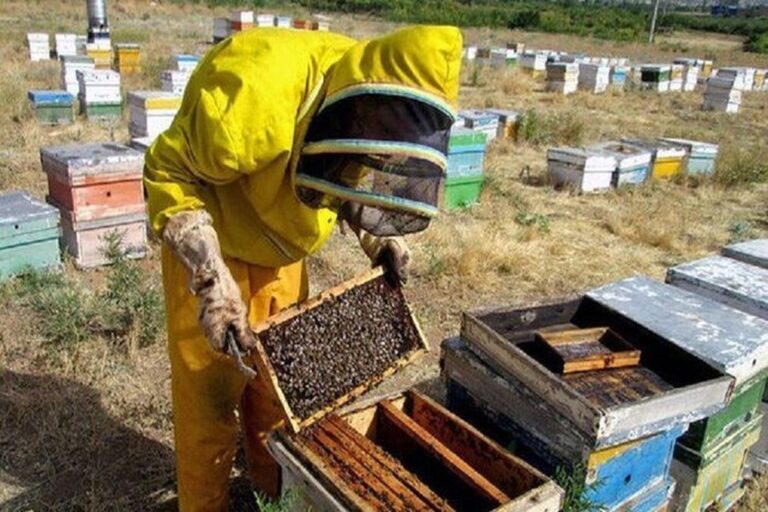 رشد ۱۰ درصدی تولید عسل در استان آذربایجان شرقی