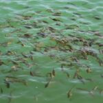 برگزاری نخستین کارگاه آموزشی آبزی‌پروری در مراغه ویژه دانش‌آموزان هنرستان کشاورزی