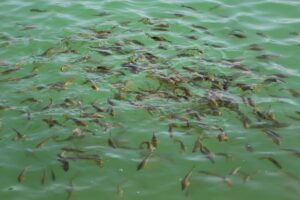 برگزاری نخستین کارگاه آموزشی آبزی‌پروری در مراغه ویژه دانش‌آموزان هنرستان کشاورزی