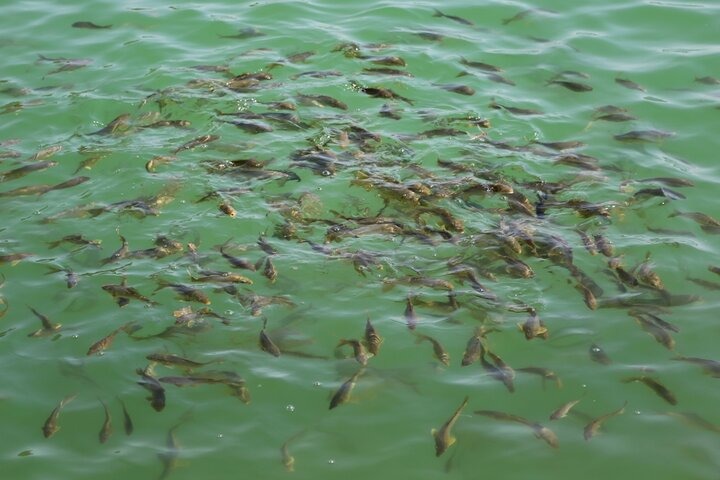 برگزاری نخستین کارگاه آموزشی آبزی‌پروری در مراغه ویژه دانش‌آموزان هنرستان کشاورزی