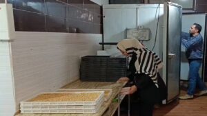 کارآفرینی بانوی مراغه‌ای با تولید پودر جوانه گندم