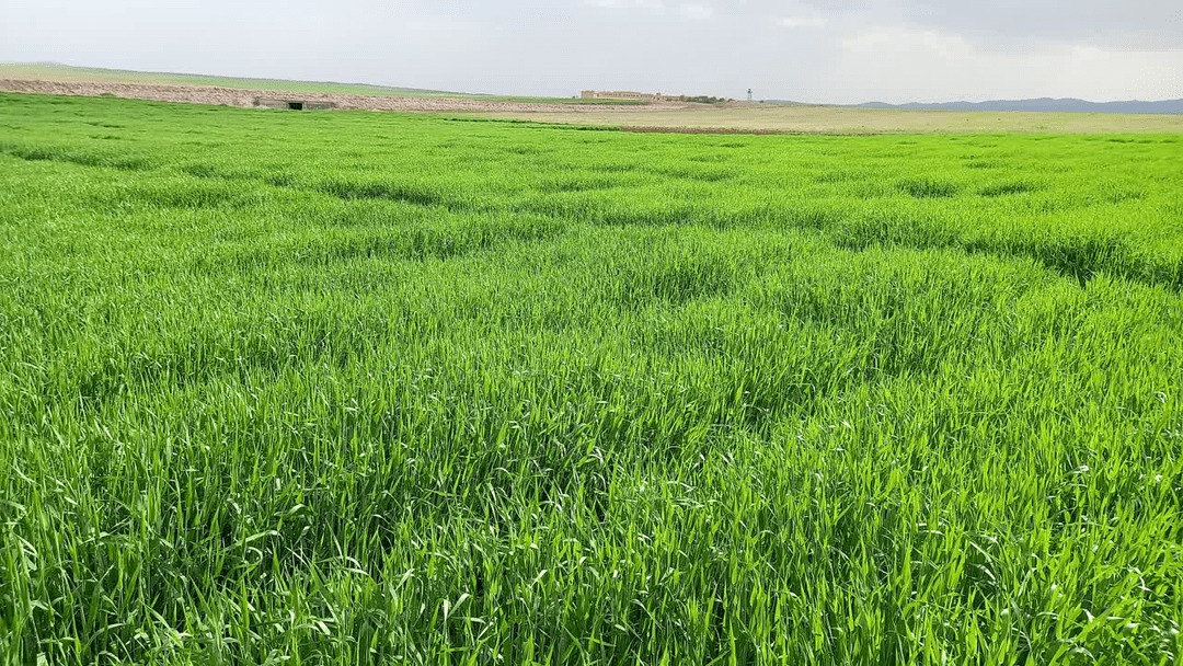 اجرای ۱۳۴ پروژه پژوهشی در مؤسسه تحقیقات کشاورزی دیم