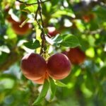 سهم ۳.۵ درصدی آذربایجان‌شرقی در تولیدات باغی کشور