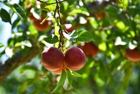 سهم ۳.۵ درصدی آذربایجان‌شرقی در تولیدات باغی کشور