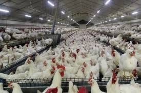 رشد ۱۰ درصدی تولید گوشت مرغ در شهرستان مراغه