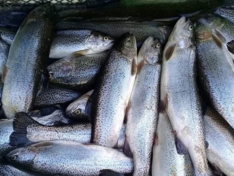 جهش ۲۰ درصدی تولید قزل‌آلا در آذربایجان شرقی