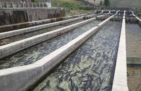 رشد تولید ماهی قزل‌آلا در مزارع پرورش آذربایجان شرقی