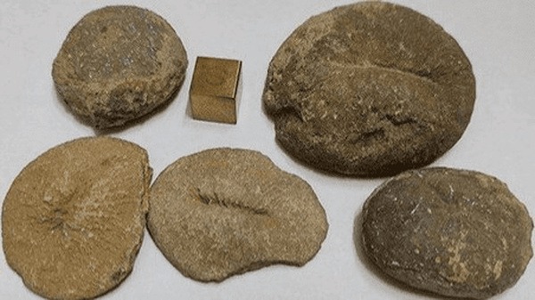 مراغه میزبان کشف فسیل ۲۵ میلیون‌ساله؛ نوید توسعه گردشگری علمی و ژئوپارک‌ها