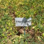 رونمایی از دو رقم تازه نخود با تلاش پژوهشگران ایرانی