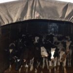 کشف ۲۹ رأس گوساله قاچاق و دستگیری ۱۰ نفر در مراغه