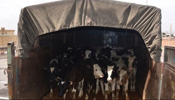 کشف ۲۹ رأس گوساله قاچاق و دستگیری ۱۰ نفر در مراغه