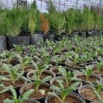 صرفه‌جویی ۳ میلیارد تومانی همزمان با تولید یک میلیون بوته گل