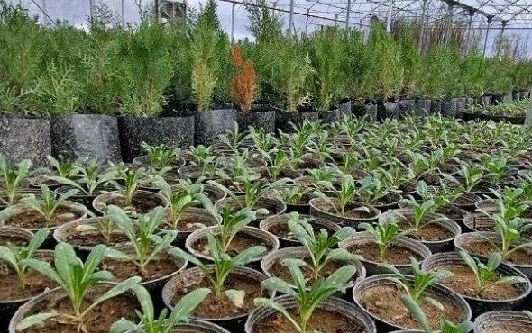 صرفه‌جویی ۳ میلیارد تومانی همزمان با تولید یک میلیون بوته گل