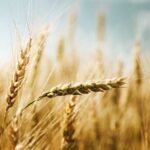 راهکار بهاره محققان دیم برای حفظ تولید گندم