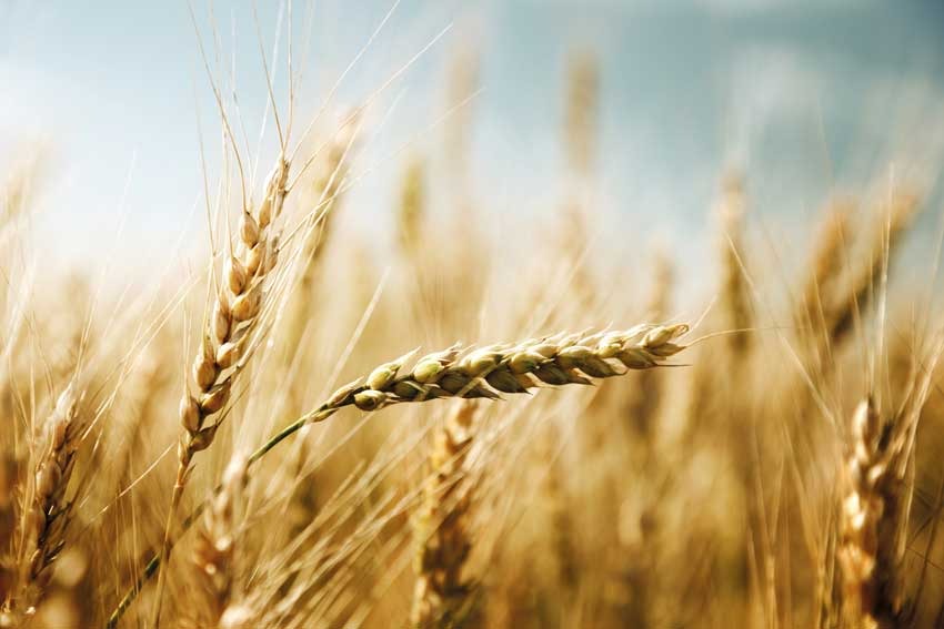 راهکار بهاره محققان دیم برای حفظ تولید گندم