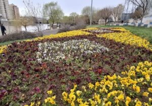  فرش گل در بوستان یادگاران؛ جلوه‌ای نو در سیمای شهری مراغه