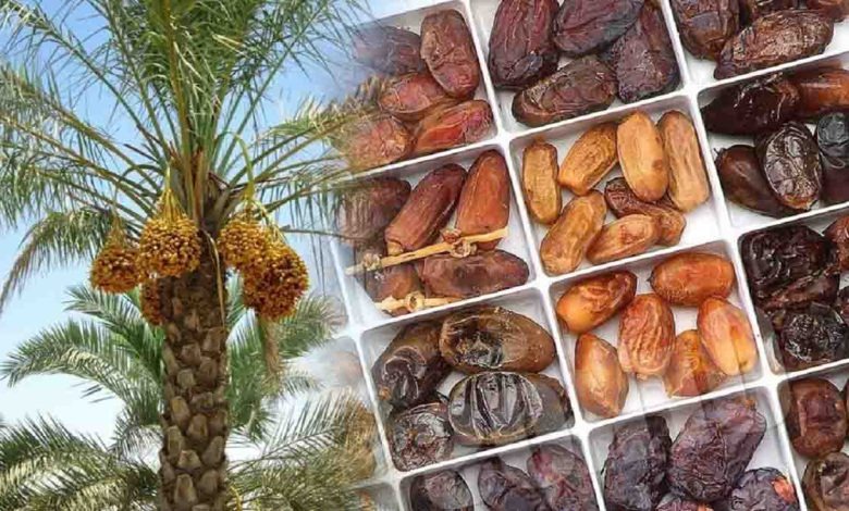 رفع ممنوعیت صادرات ۲۱ قلم محصول کشاورزی