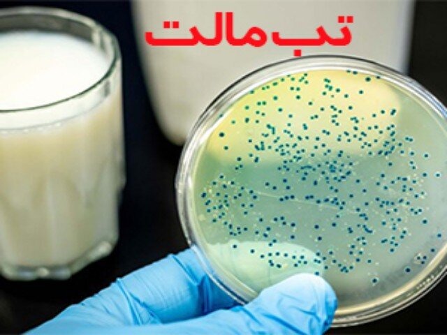 اوج‌گیری تب مالت در بهار / توصیه‌های بهداشتی برای پیشگیری از بروسلوز