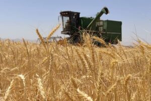 افزایش تولید گندم در سال زراعی جدید / پیش‌بینی برداشت ۱۴ میلیون تن