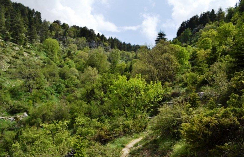 منطقه طبیعی حرج اهدن؛ بهشت سبز و گنجینه زیستی لبنان